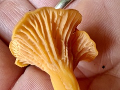 Craterellus ignicolor
