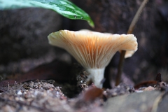 Fungi