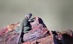 Crotaphytus collaris