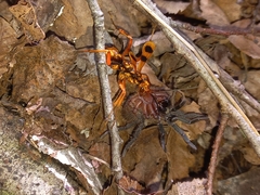 Sphictostethus gravesii