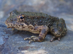 Rana boylii