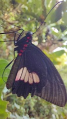 Parides