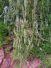 Lycopodiales