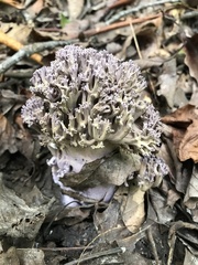 Ramaria fennica