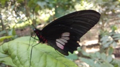 Parides