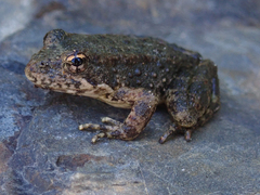 Rana boylii