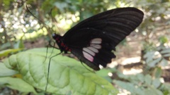 Parides
