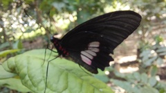 Parides