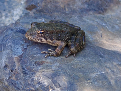Rana boylii