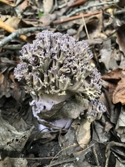 Ramaria fennica