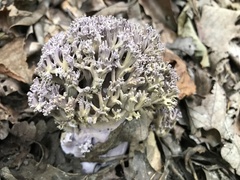 Ramaria fennica