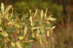 Quercus incana