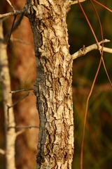 Quercus incana