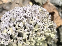 Ramaria fennica