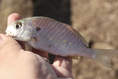Leiostomus xanthurus