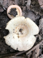 Lactarius torminosus