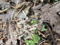 Clavulina cinerea