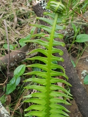 Blechnum
