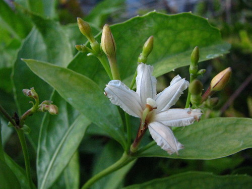 Scaevola gaudichaudiana