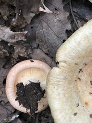Lactarius torminosus