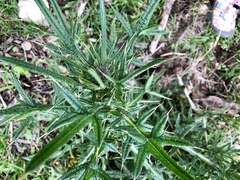 Cirsium neomexicanum