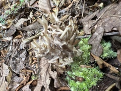 Clavulina cinerea