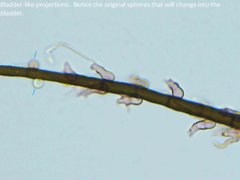 Acanthohelicospora aurea