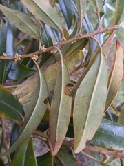 Sideroxylon salicifolium