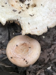 Lactarius torminosus
