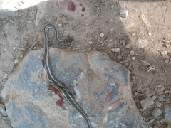 Masticophis taeniatus