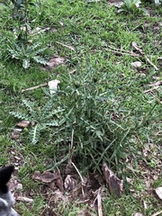 Cirsium neomexicanum