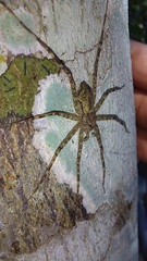 Syntrechalea