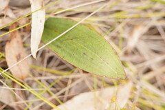 Cryptostylis leptochila