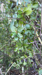 Ceanothus oliganthus