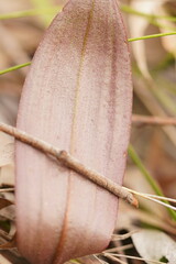 Cryptostylis leptochila