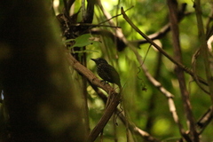 Thamnophilus bridgesi