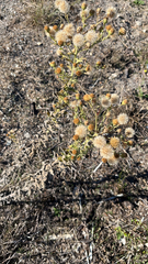 Heterotheca grandiflora