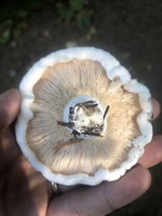 Lactarius resimus
