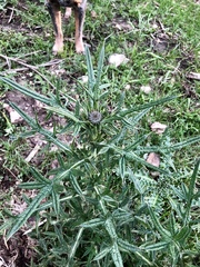 Cirsium neomexicanum