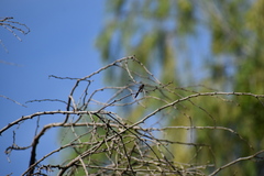 Dioprosopa clavata