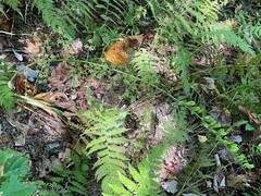 Veratrum parviflorum