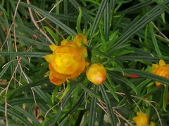 Xerochrysum viscosum