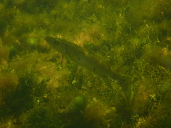 Sphyraena barracuda