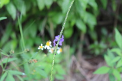 Stachytarpheta cayennensis