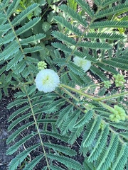 Acaciella