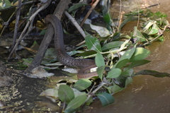 Thamnophis validus