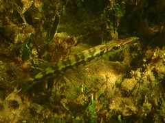 Sphyraena barracuda