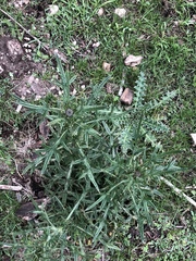 Cirsium neomexicanum