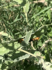 Oncopeltus spectabilis