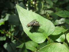 Brachycera